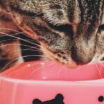 Close-up of a tabby cat eating from a pink food bowl