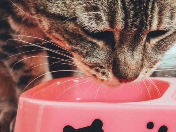 Close-up of a tabby cat eating from a pink food bowl