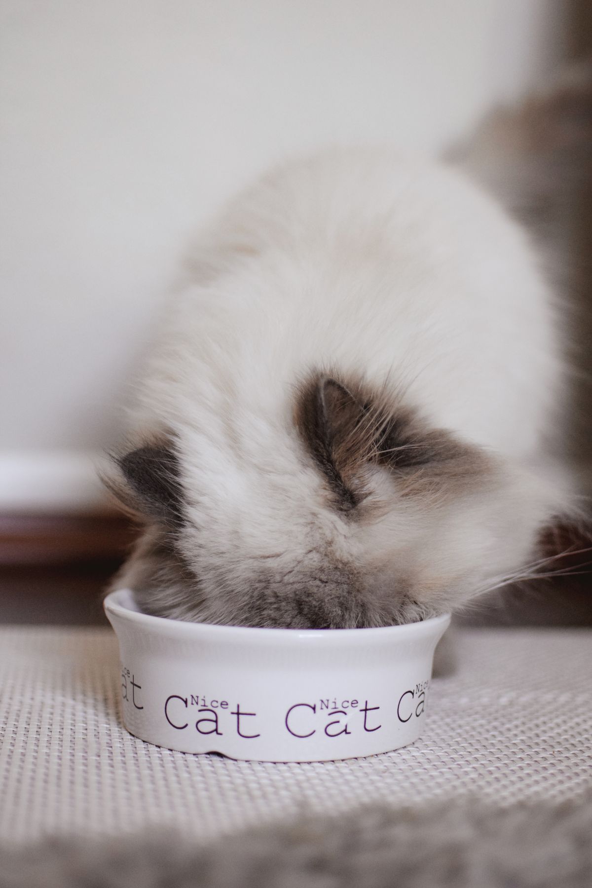Fluffy ragdoll cat with its face in a white ceramic cat bowl