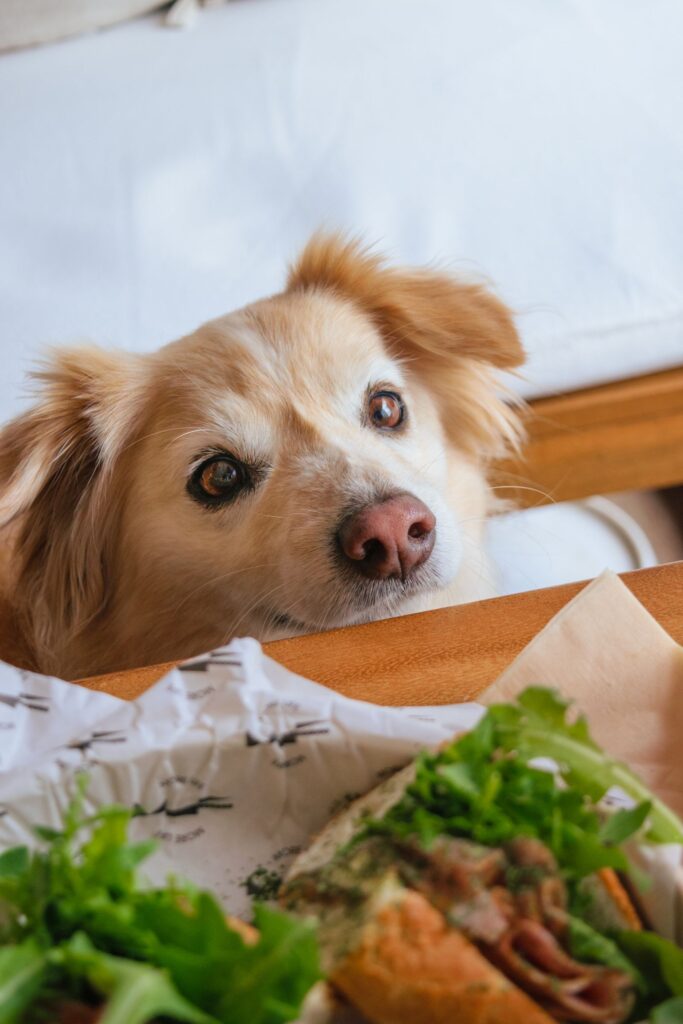 Fluffy tan and white dog peeking over a table at a sandwich and salad