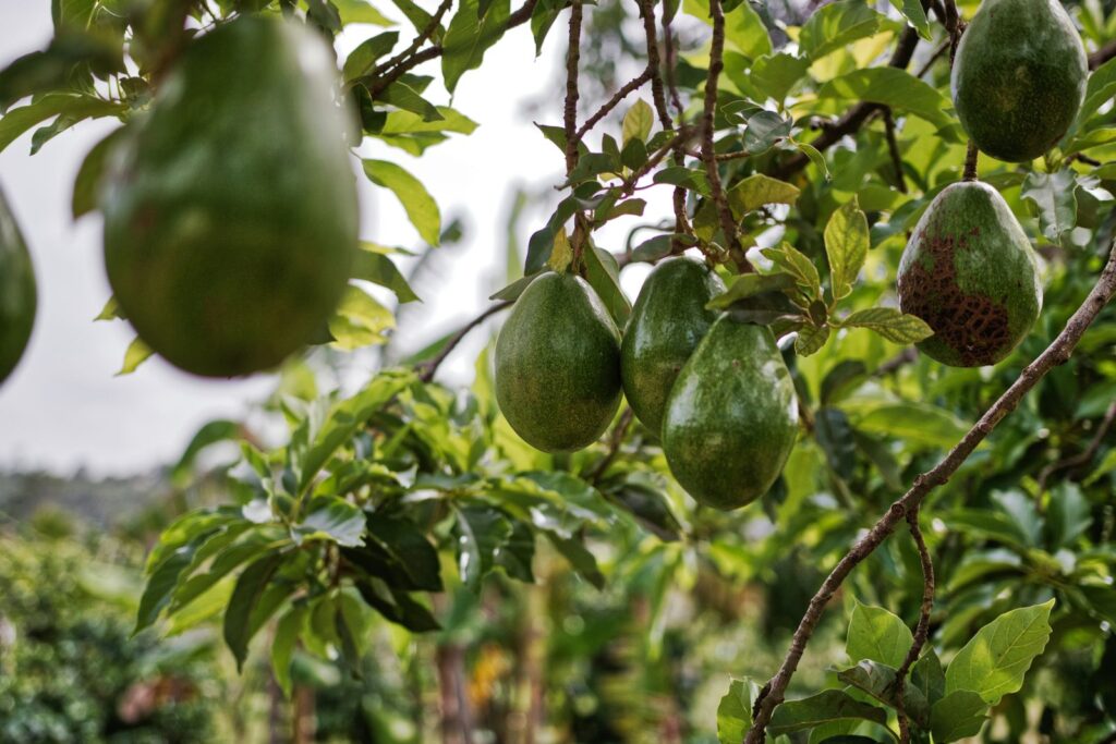 Green avocados hanging from a leafy branch on an avocado tree