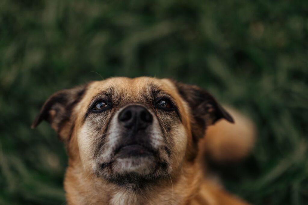 Tan mixed breed dog sitting on grass and gazing up hopefully
