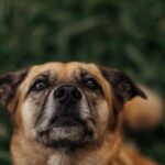 Tan mixed breed dog sitting on grass and gazing up hopefully