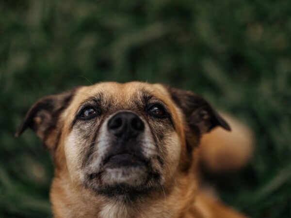 Tan mixed breed dog sitting on grass and gazing up hopefully