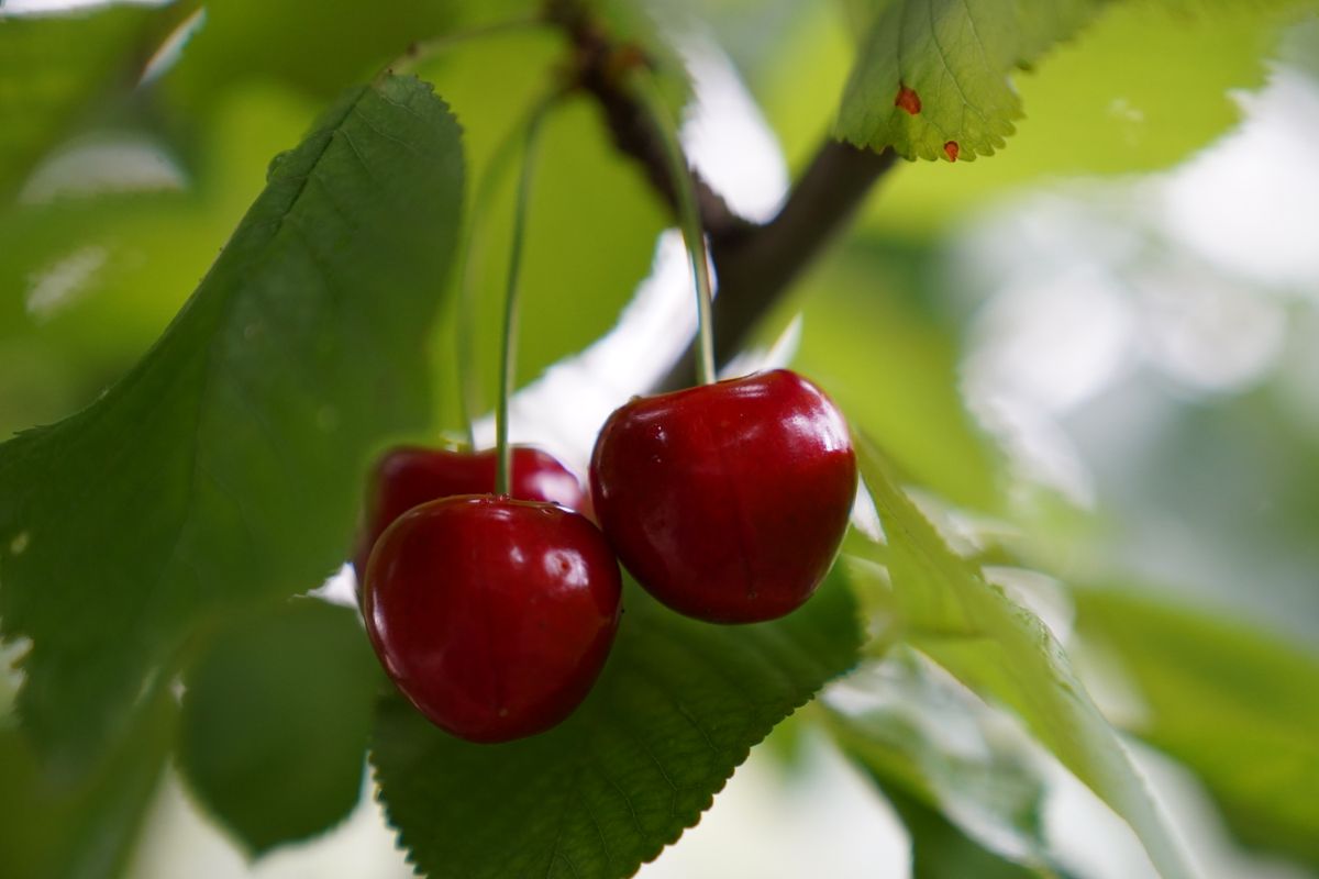 Ripe red cherries hanging from a cherry tree branch with green leaves and stems