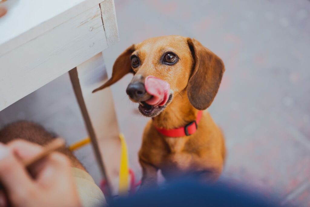 Dachshund licking its lips while looking up hopefully at its owner