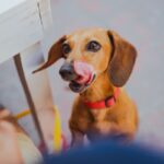 Dachshund licking its lips while looking up hopefully at its owner