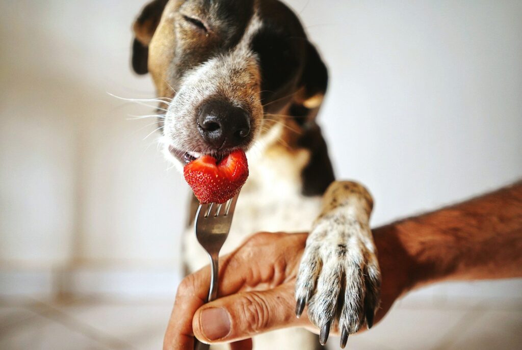 Dog eating a piece of fresh strawberry from a fork held by its owner