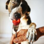 Dog eating a piece of fresh strawberry from a fork held by its owner