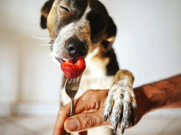 Dog eating a piece of fresh strawberry from a fork held by its owner