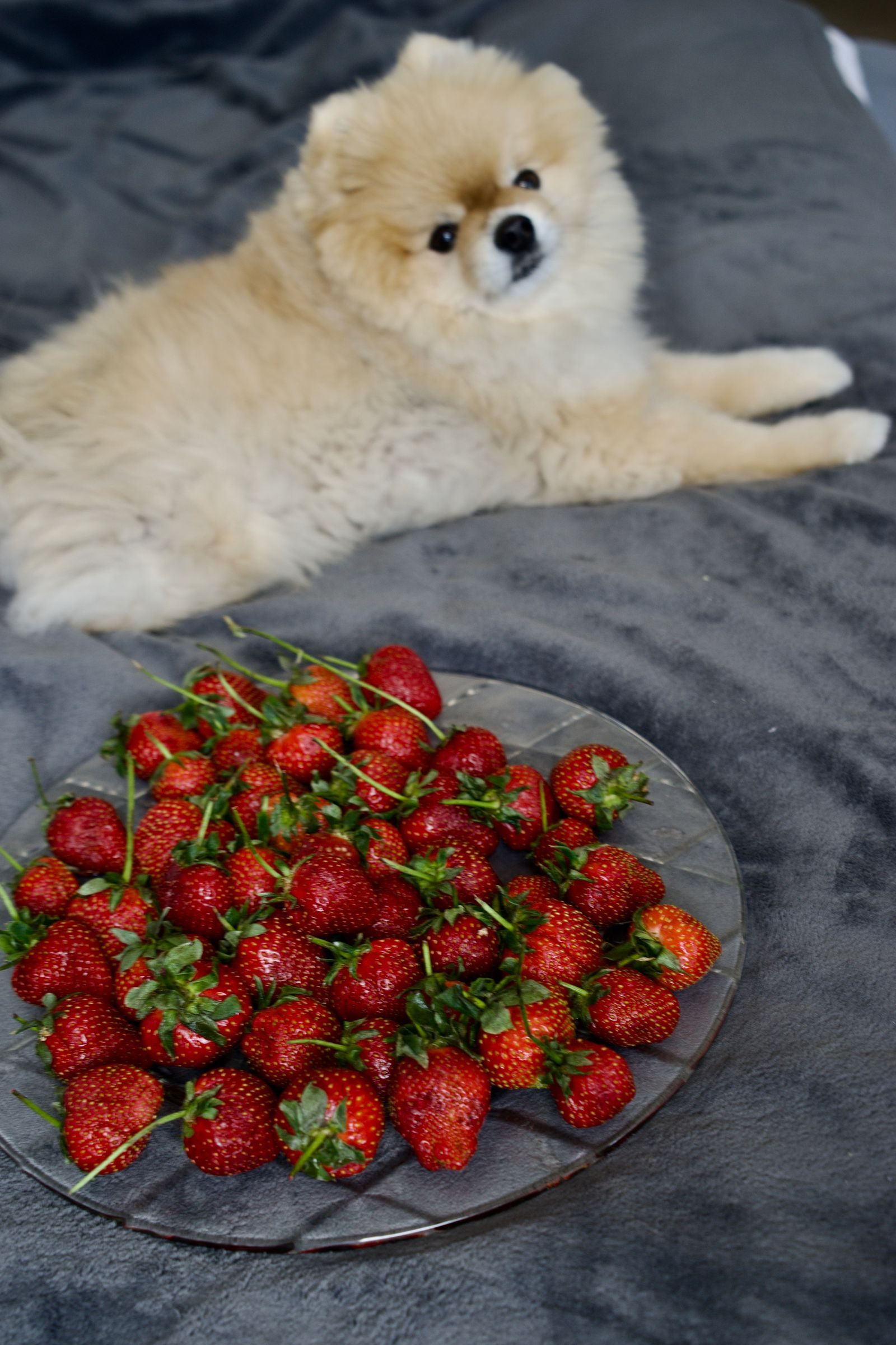 Fluffy Pomeranian lying on a grey blanket behind a plate of fresh strawberries