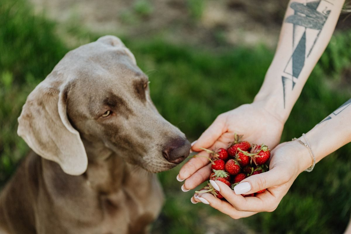 Weimaraner dog sniffing a handful of fresh fruit offered by its owner outdoors