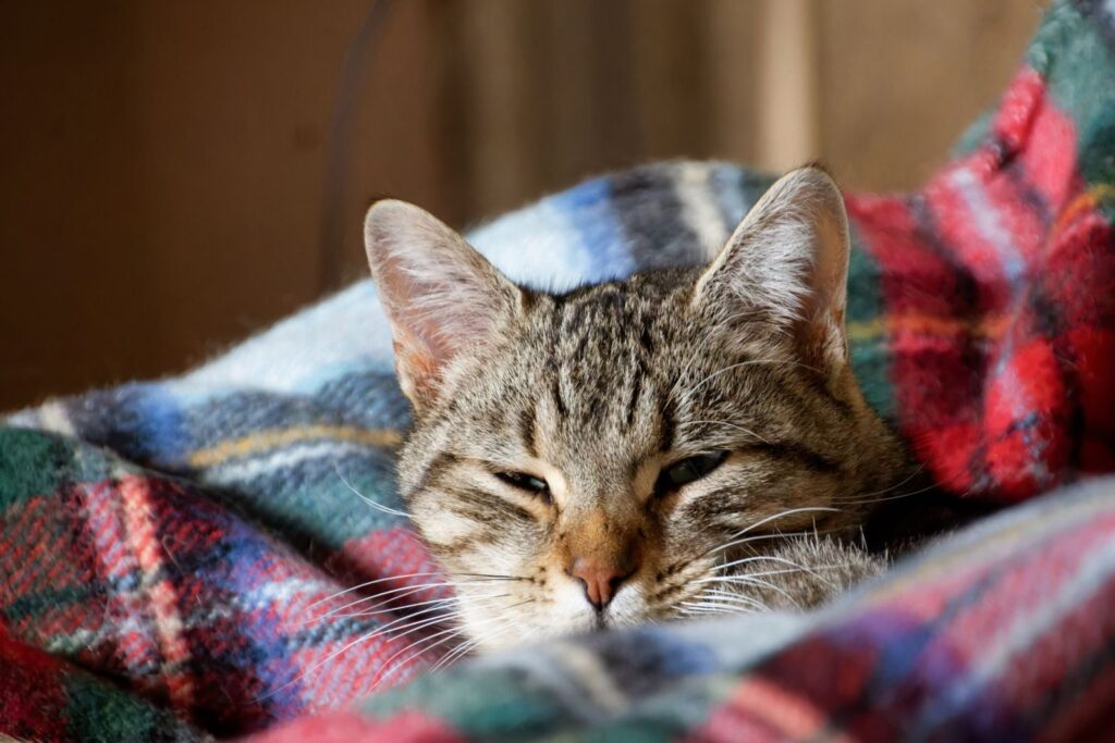 Tabby cat resting with half-closed eyes, tucked into a tartan blanket