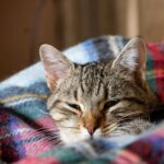 Tabby cat resting with half-closed eyes, tucked into a tartan blanket