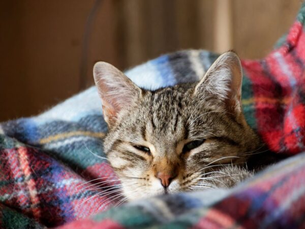 Tabby cat resting with half-closed eyes, tucked into a tartan blanket