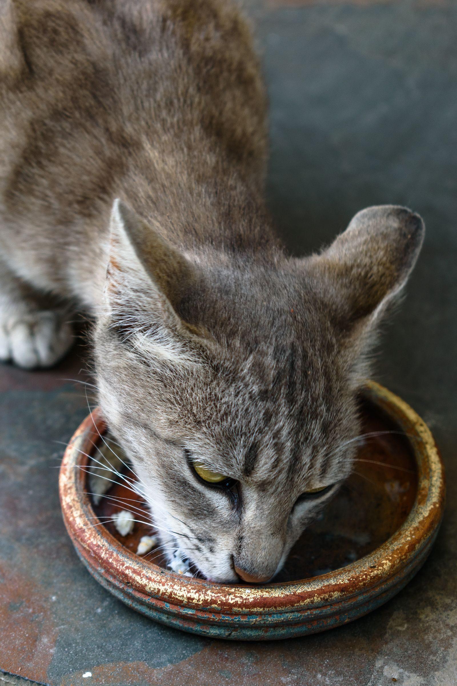 Grey tabby cat eating quickly from a shallow ceramic bowl