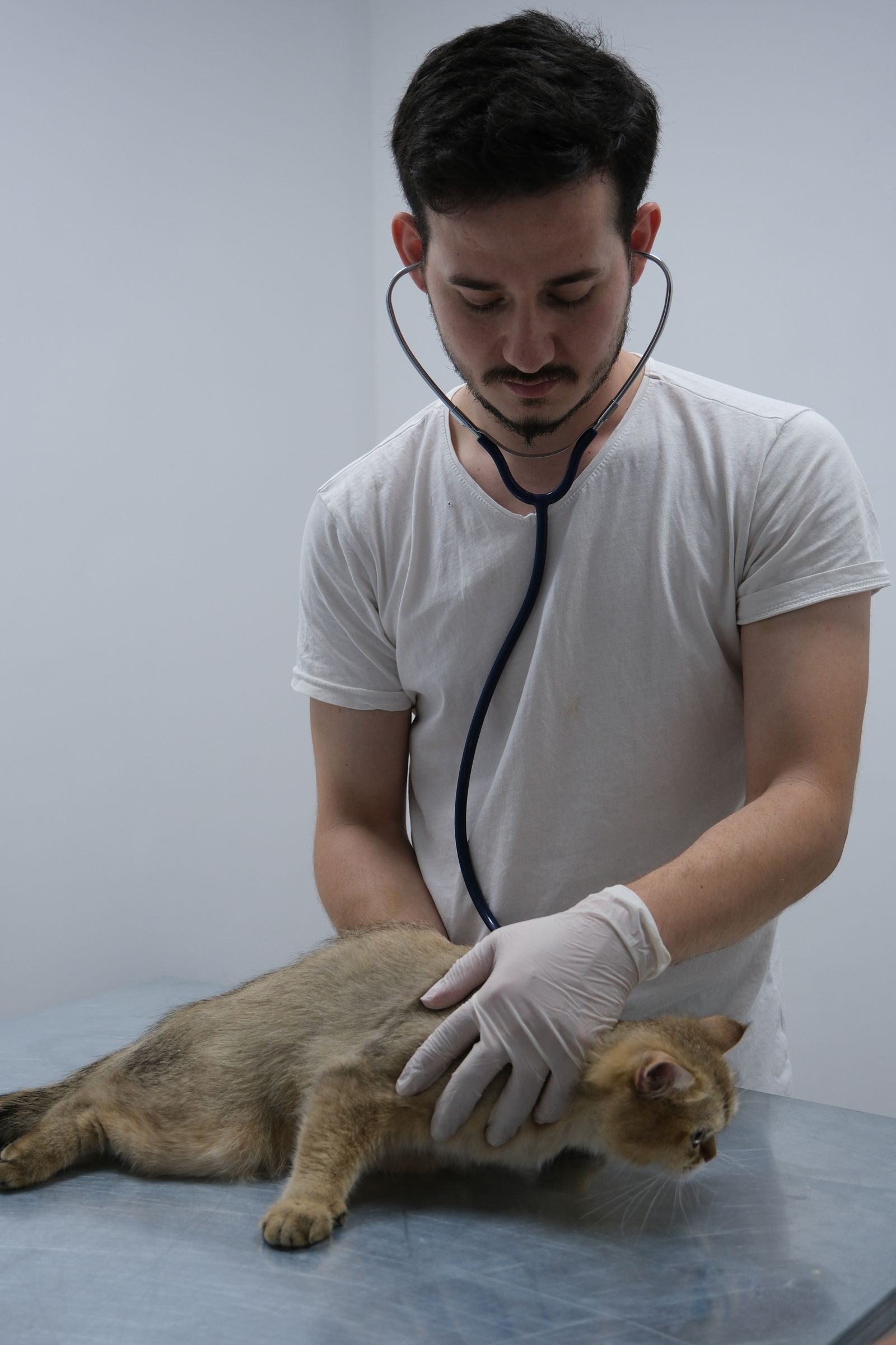 Veterinarian with a stethoscope gently examining a cat on a clinic table