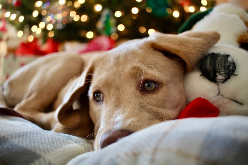 Golden puppy resting its head on a soft toy in front of a lit Christmas tree