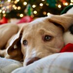 Golden puppy resting its head on a soft toy in front of a lit Christmas tree