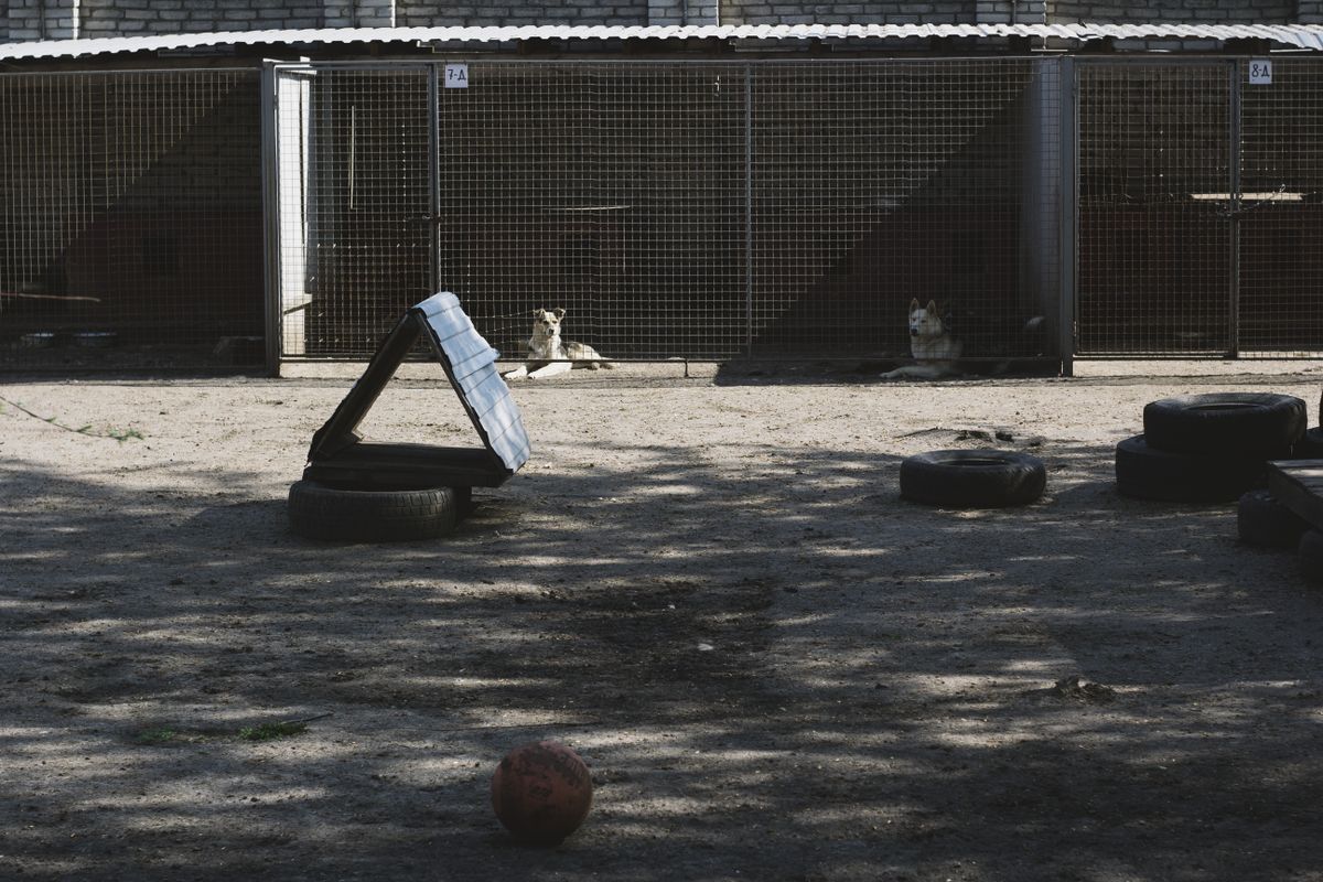 Two dogs resting in mesh-fronted kennel runs beside an outdoor play yard with tyres and a ball