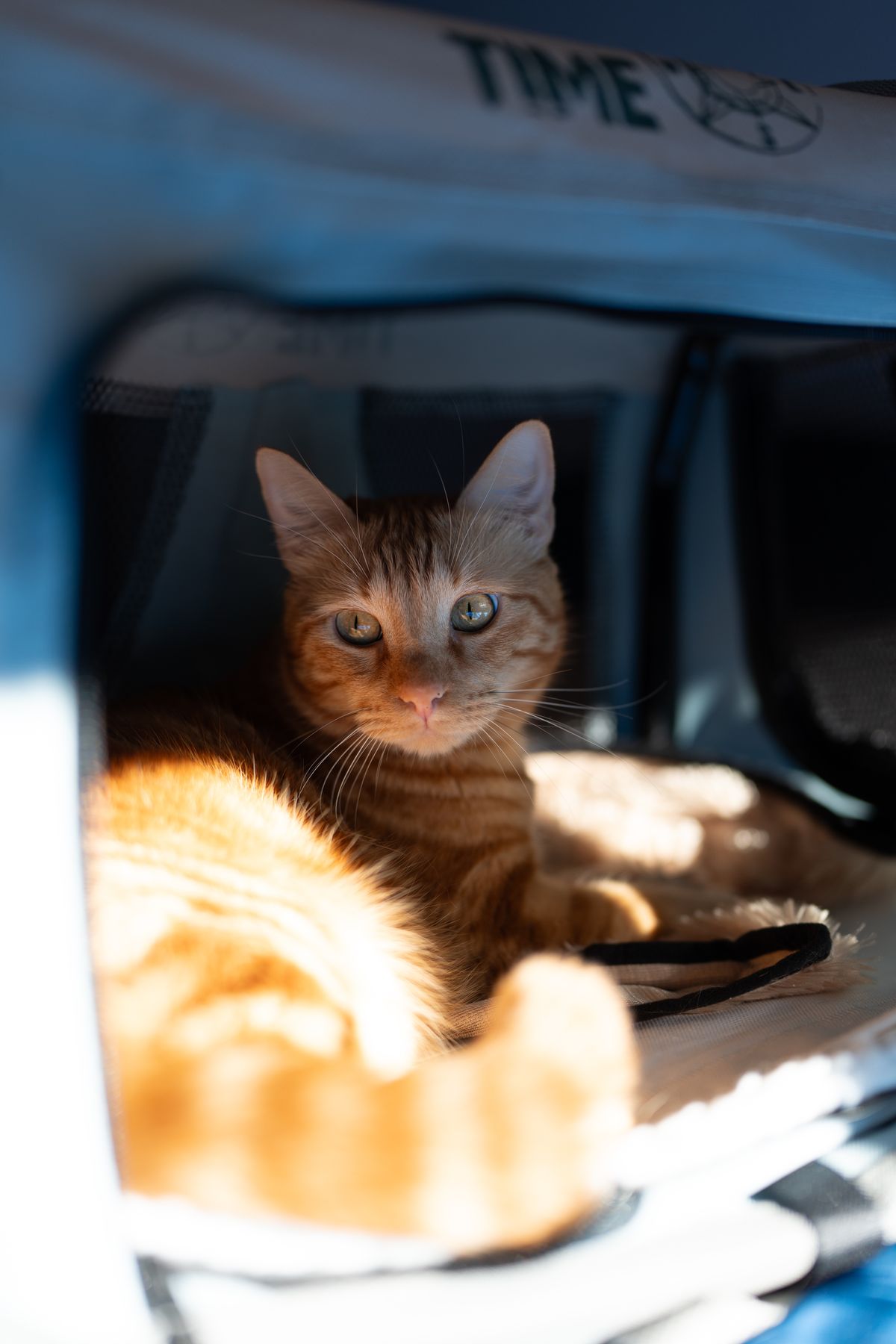 Ginger tabby cat lying calmly inside a soft-sided pet carrier