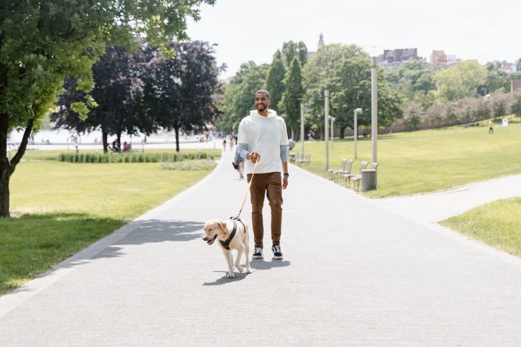 Man walking a yellow Labrador on a lead along a sunny park path