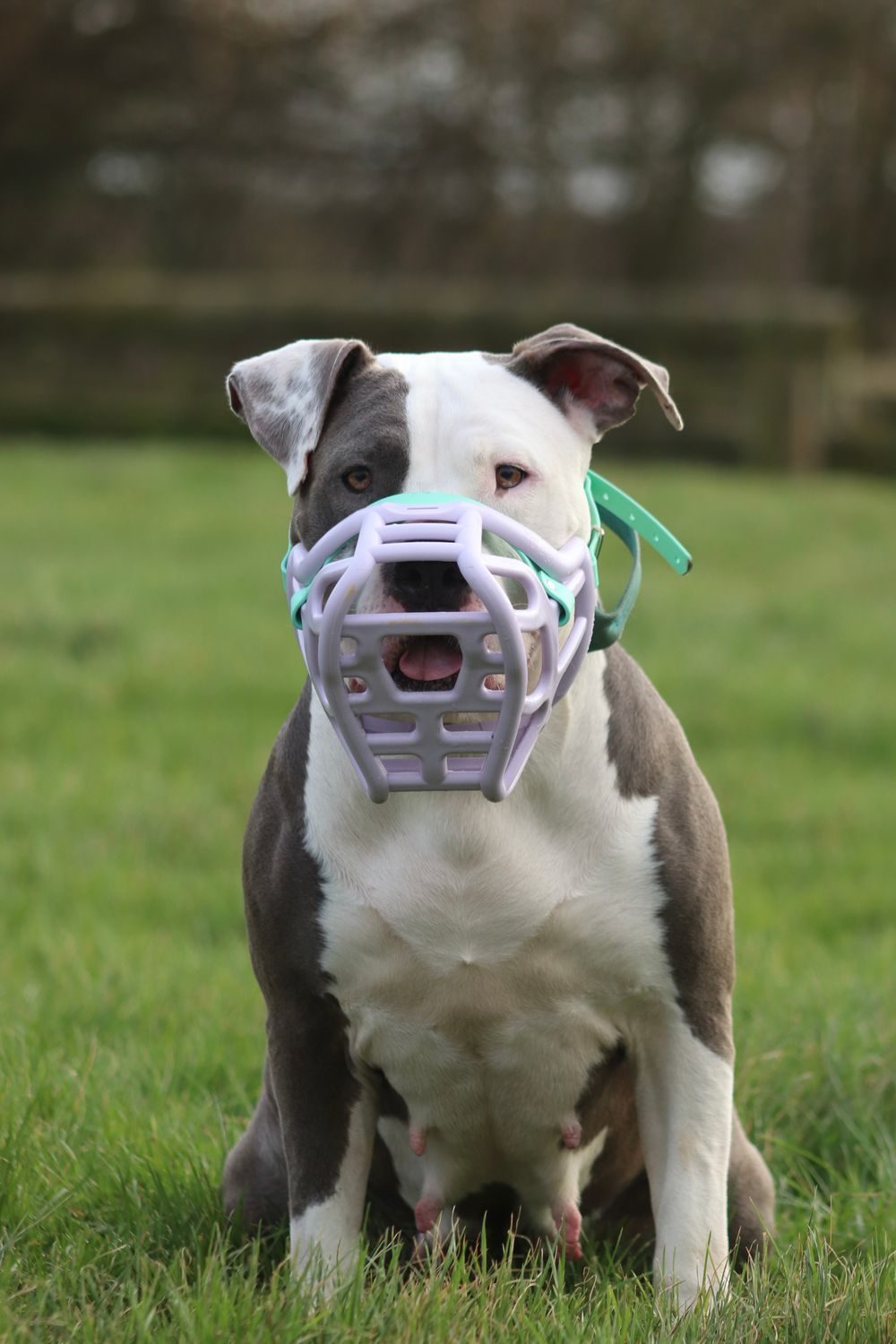 Grey and white dog sitting on grass wearing a basket muzzle