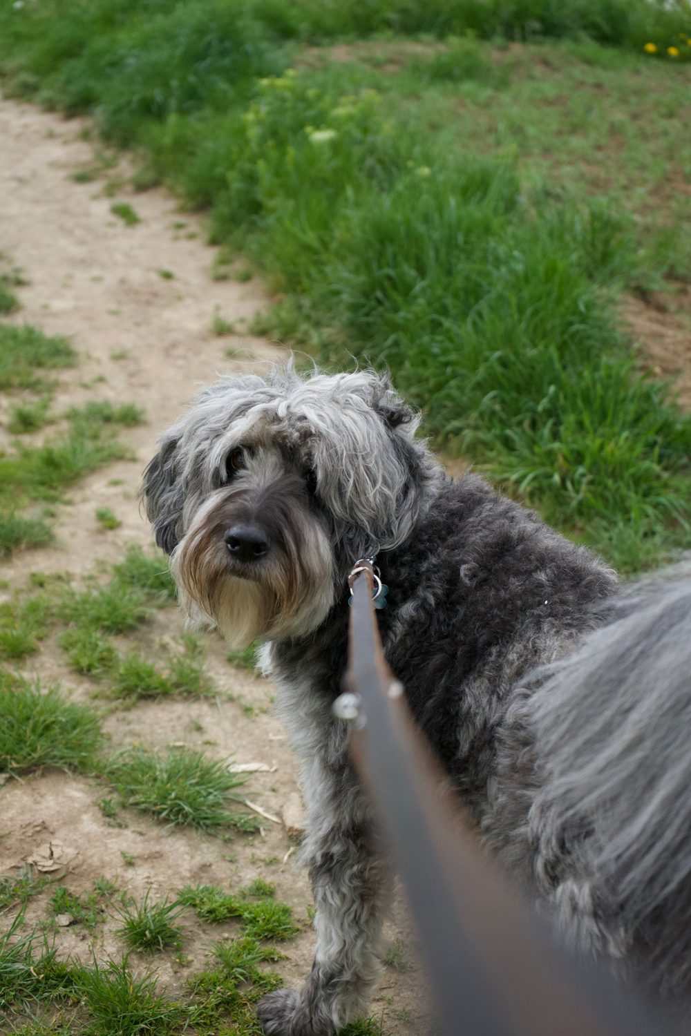 Shaggy grey dog on a lead looking back at its owner on a grassy park track