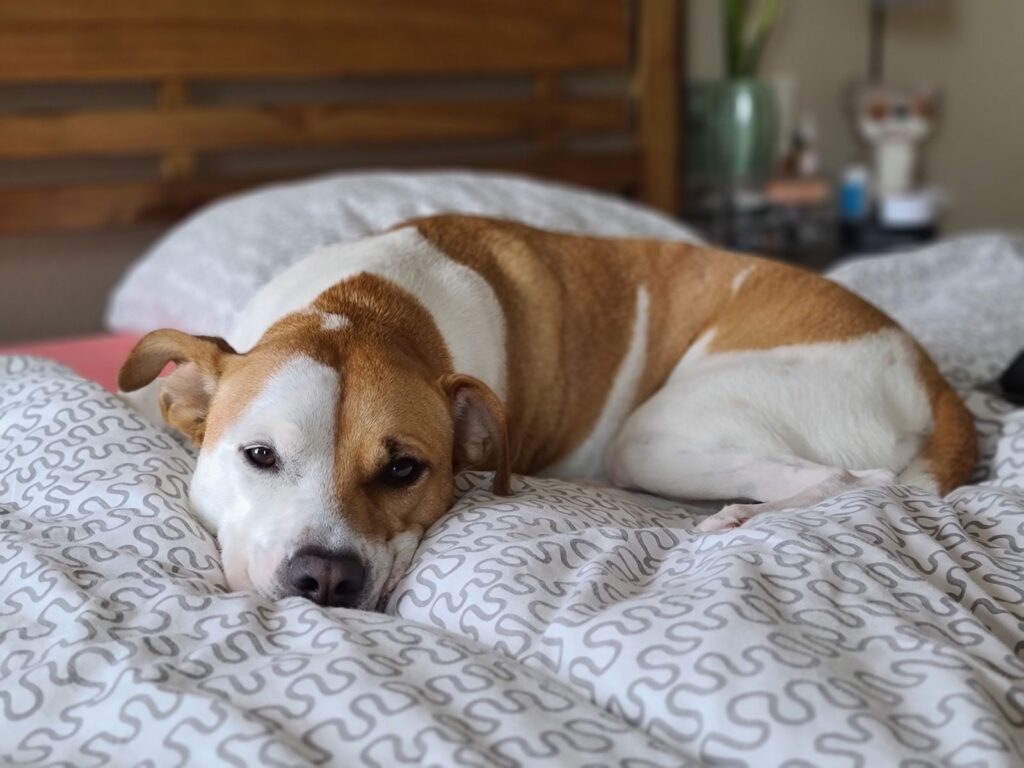 Brown and white dog lying curled up on a patterned bed looking tired