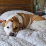 Brown and white dog lying curled up on a patterned bed looking tired