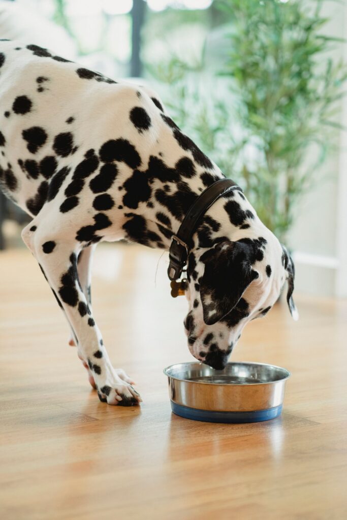 Dalmatian drinking water from a stainless steel bowl indoors