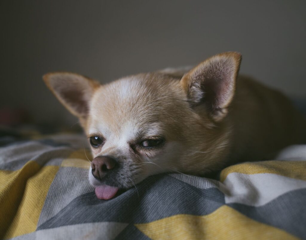 Small tan Chihuahua lying on a striped blanket with its tongue poking out