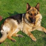 20110425 German Shepherd Dog 8505