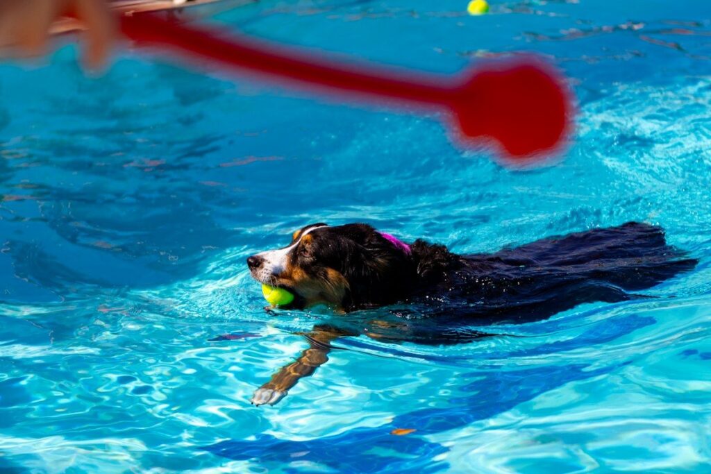 Tri-coloured dog swimming in a backyard pool with a tennis ball in its mouth