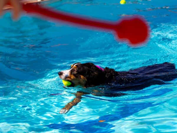 Tri-coloured dog swimming in a backyard pool with a tennis ball in its mouth