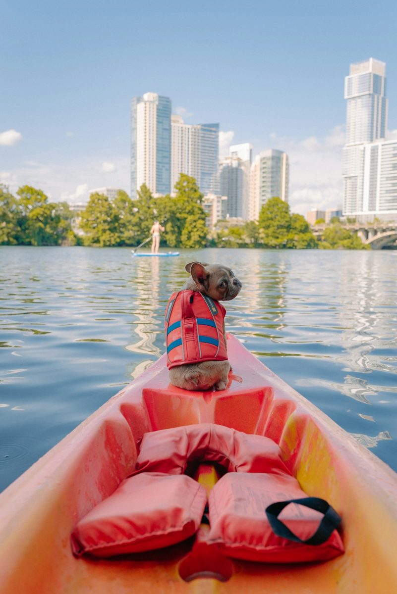 French Bulldog wearing a red dog life jacket on the front of a kayak