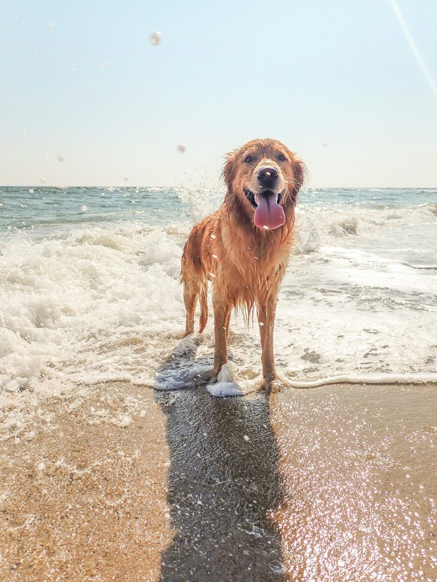 Wet golden retriever standing in the shallow surf at the beach