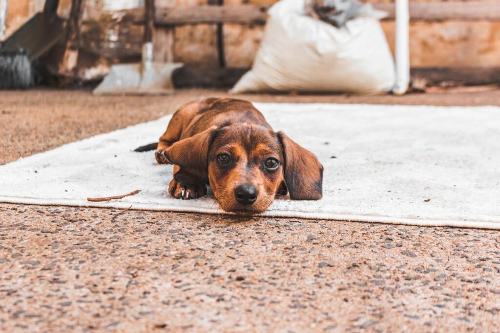 Brown dachshund puppy lying flat on a white rug, looking at the camera