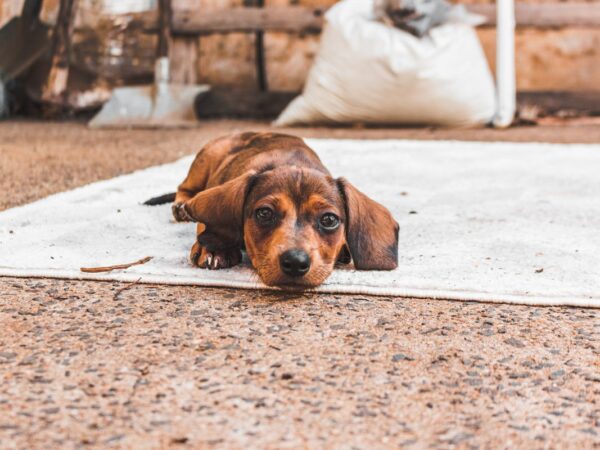 Brown dachshund puppy lying flat on a white rug, looking at the camera