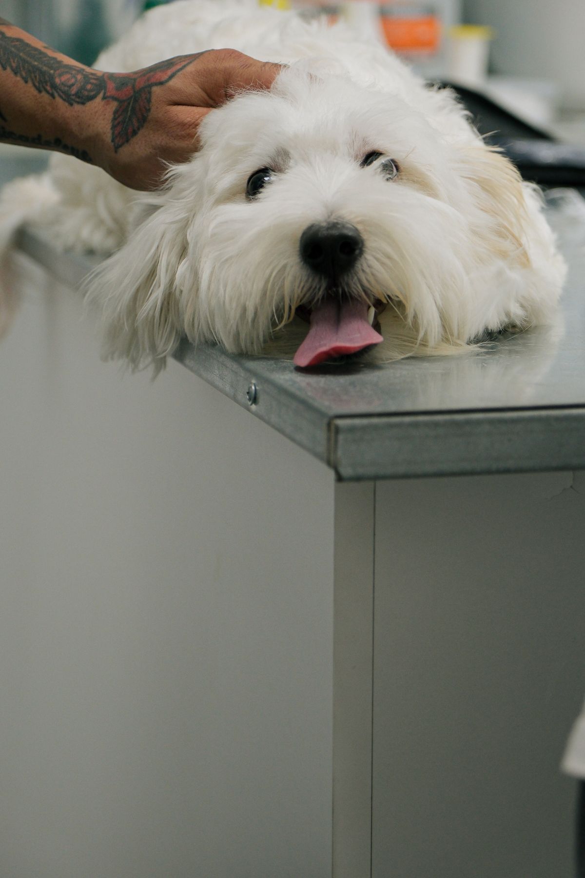 Small fluffy white dog resting on a stainless steel vet clinic table while being patted