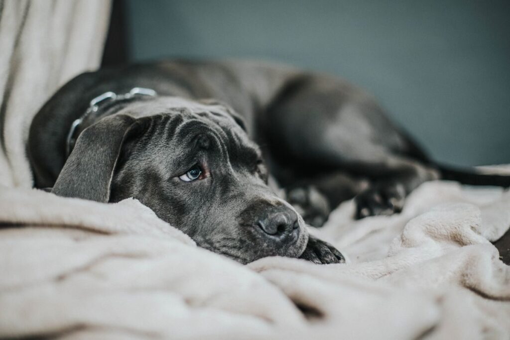 Unwell-looking grey dog lying on a cream blanket