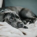Unwell-looking grey dog lying on a cream blanket