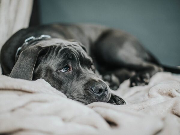 Unwell-looking grey dog lying on a cream blanket