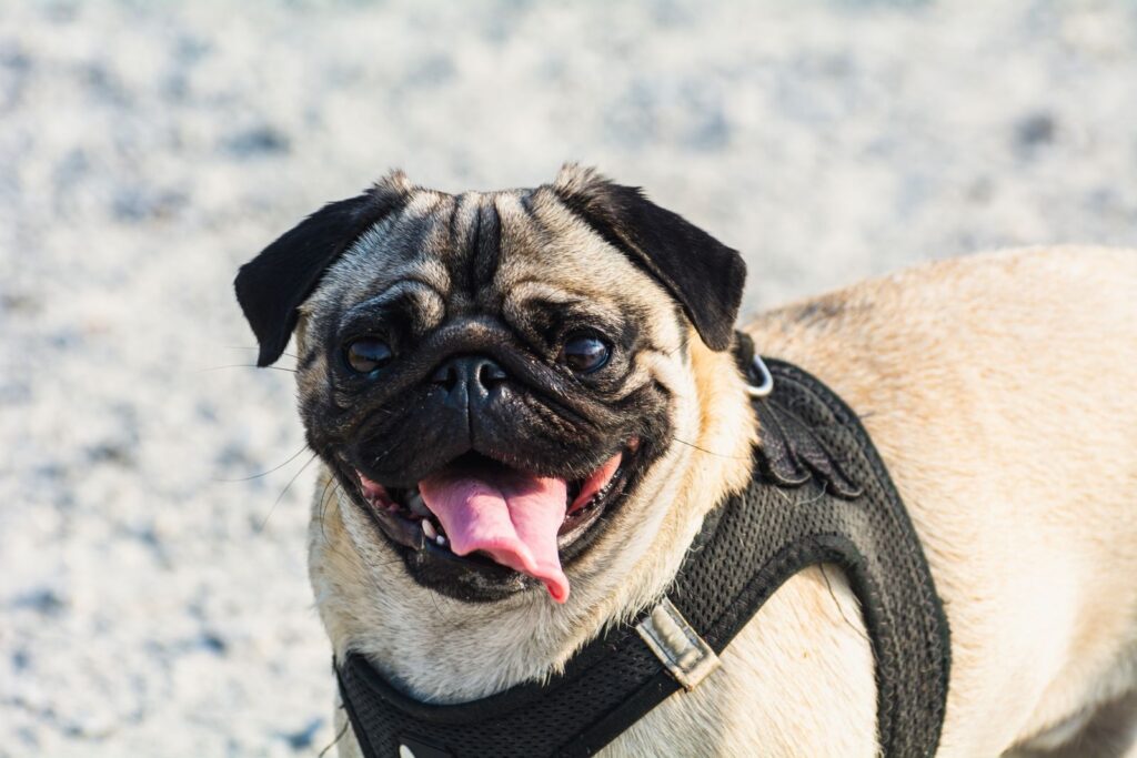Fawn pug in a black harness panting with its tongue out on a sunny day