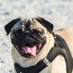 Fawn pug in a black harness panting with its tongue out on a sunny day