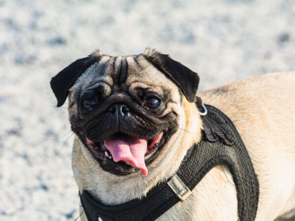 Fawn pug in a black harness panting with its tongue out on a sunny day