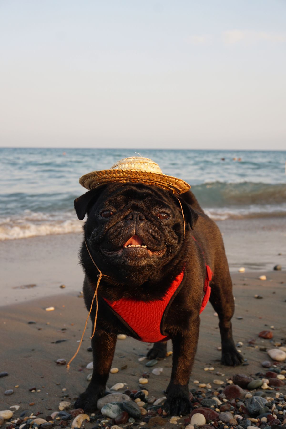 Black pug in a red harness and straw hat standing on a beach at the water's edge