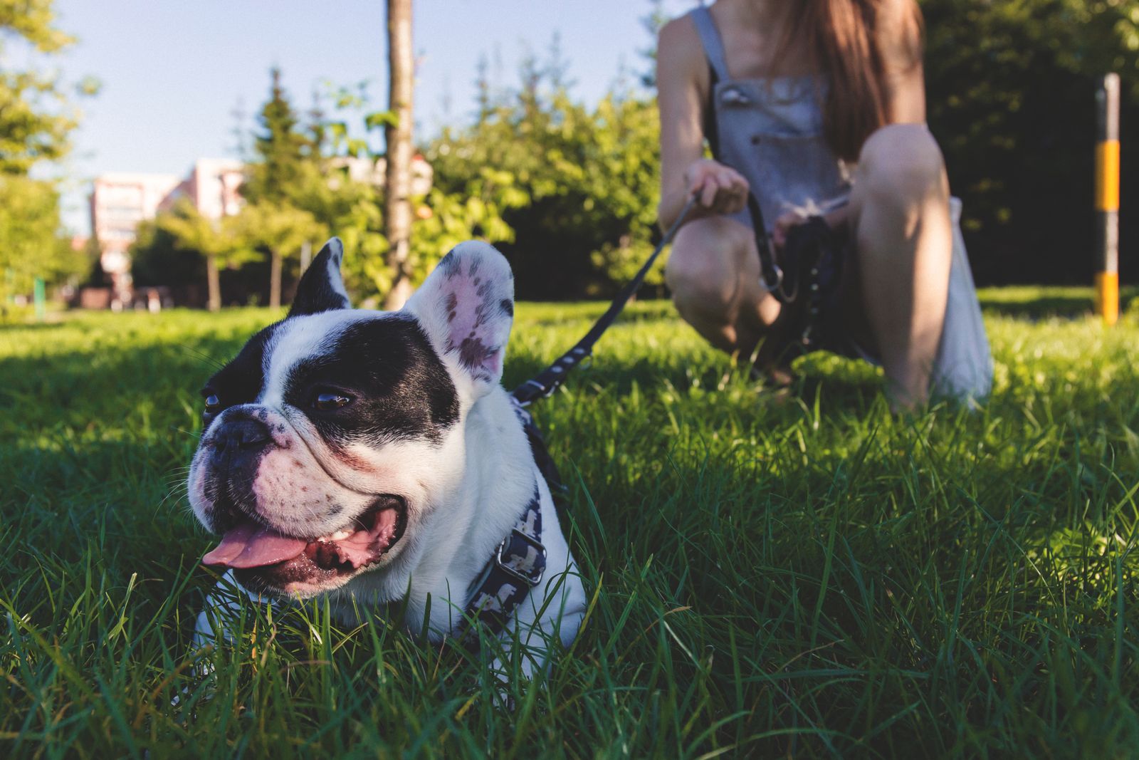 Black and white French Bulldog on a lead lying in green grass in a sunny park