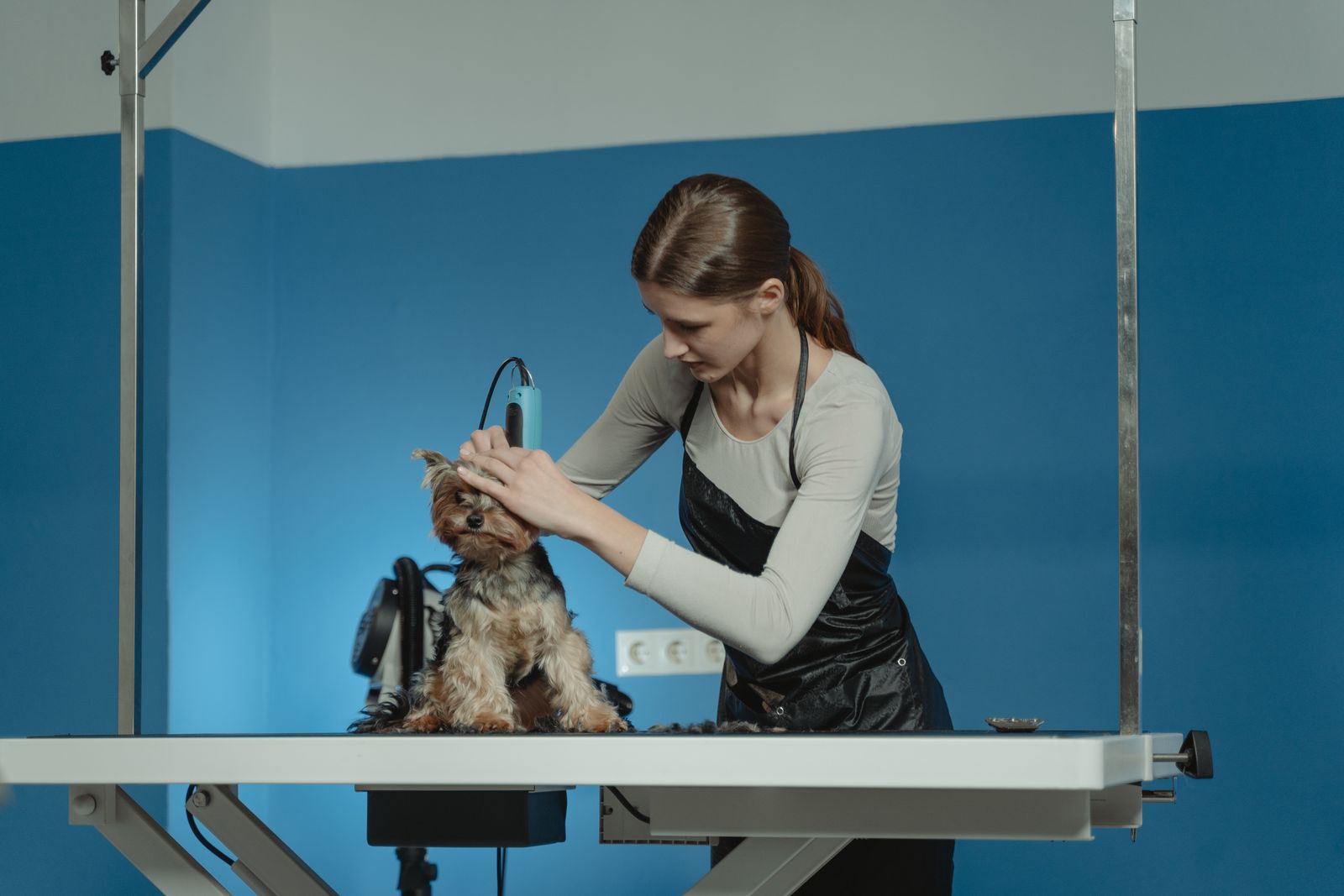 Professional groomer clipping a Yorkshire Terrier's coat on a grooming table in a salon