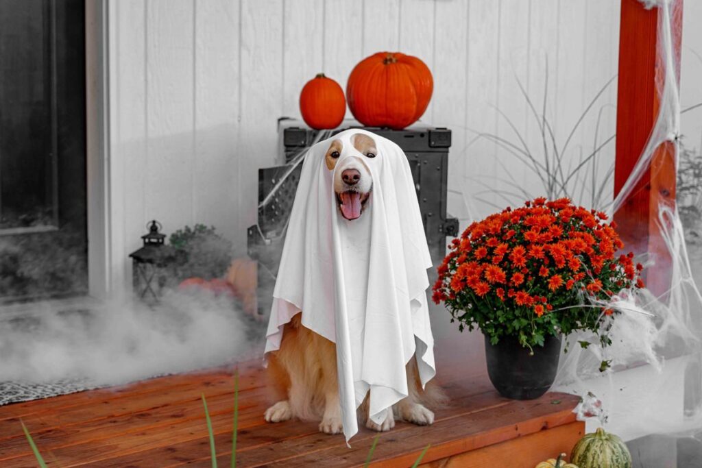 Dog wearing a white ghost sheet costume on a porch decorated with pumpkins and flowers